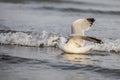 Seagull landing in the water Royalty Free Stock Photo