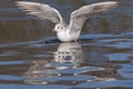 Seagull landing on water Royalty Free Stock Photo