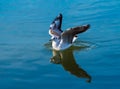 Seagull landing on water surface of lake Royalty Free Stock Photo