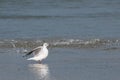 Seagull landing in water Royalty Free Stock Photo