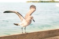 Seagull landing on a wooden fence at Key West pier - Miami Florida