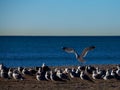 A seagull lands among a flock of gulls Royalty Free Stock Photo
