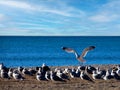 A seagull lands among a flock of seagulls on beach. Royalty Free Stock Photo