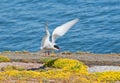 Seagull lands Royalty Free Stock Photo