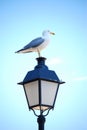 Seagull on lantern light Royalty Free Stock Photo