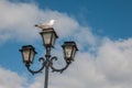 Seagull on a lantern Royalty Free Stock Photo