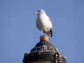 Seagull on lantern. Royalty Free Stock Photo