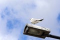 Seagull on the lantern Royalty Free Stock Photo