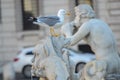 A large gull with a yellow beak stands on a large gray stone and waits for tourists to feed in the Italian city of Rome Royalty Free Stock Photo