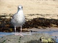 Seagull Lari Laridae at The Sun Royalty Free Stock Photo