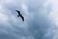 Seagull Laridae bird Charadriiformes. In the blue sky flying with the cries of gulls. Royalty Free Stock Photo