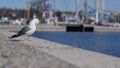 Seagull Laridae on a concrete wall of the Swedish harbour in Stockholm