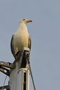 Seagull of laridae family sitting on top of mast of modern luxury yacht looking right Royalty Free Stock Photo