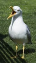 Seagull Laridae With Mouth Wide Open