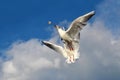 A seagull Larus argentatus eats a bite of bread in flight. Close up, catching a bite in flight Royalty Free Stock Photo