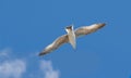 Seagull Larus argentatus floating in the blue sky