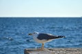 Seagull,Larus Argentatus, resting on the pier at sunset. Royalty Free Stock Photo
