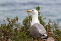 Seagull (Larus argentatus) sitting in the grass