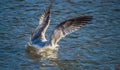 Seagull Larus delawarensis landing on water Royalty Free Stock Photo