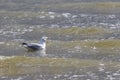 Seagull - Larus marinus swims in the sea in Vlissingen