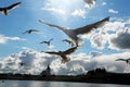 A seagull (Larus michahellis) Royalty Free Stock Photo