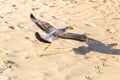 Seagull Larus michahellis is flying over the beach with food in its beak Royalty Free Stock Photo