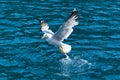 Seagull Larus michahellis taking off over water