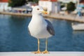 Seagull - Larus Michahellis Royalty Free Stock Photo