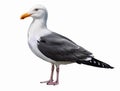 Seagull, Larus, realistic drawing