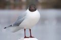 Seagull larus ridibundus