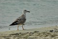 Seagull or Larys on the seaside