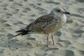 Seagull or Larys on the seaside