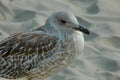 Seagull or Larys on the seaside