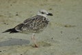 Seagull or Larys on the seaside