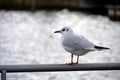 A seagull in lateral view standing on the top of metal railing on the pier or in harbor with Lake Zurich in Switzerland behind it. Royalty Free Stock Photo
