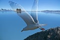 A Seagull Launches A Flight Over Grand Marais Harbor Royalty Free Stock Photo