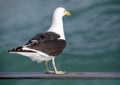 Seagull leaning on the railing of a boat in the shark alley in the Atlantic Ocean in Gansbaai South Africa Royalty Free Stock Photo