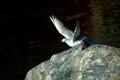 Seagull leaving rock at river Royalty Free Stock Photo