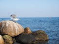 Seagull leaving rocks at sea Royalty Free Stock Photo