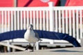 A Seagull On a Ledge Taking a Step Forward