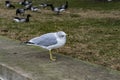 Seagull at the Liberty Island