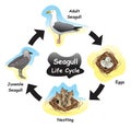 Seagull Life Cycle Infographic Diagram