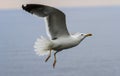 Seagull lifting the flight