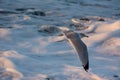 Seagull lifting off at sea