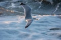 Seagull lifting off at sea