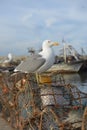 Seagull on lobster nets, Essouaira Royalty Free Stock Photo