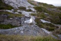 Seagull on Lofoten islands