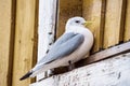 Seagull at Lofotens Royalty Free Stock Photo