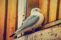 Seagull at Lofotens Royalty Free Stock Photo