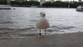 seagull London Thames river Royalty Free Stock Photo